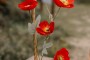 Branche de coquelicots 52 cm decofestive.fr 8687-zz-1