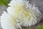 Bouquet de 6 dahlias (3 couleurs) 26 cm decofestive.fr 8274-bl-2